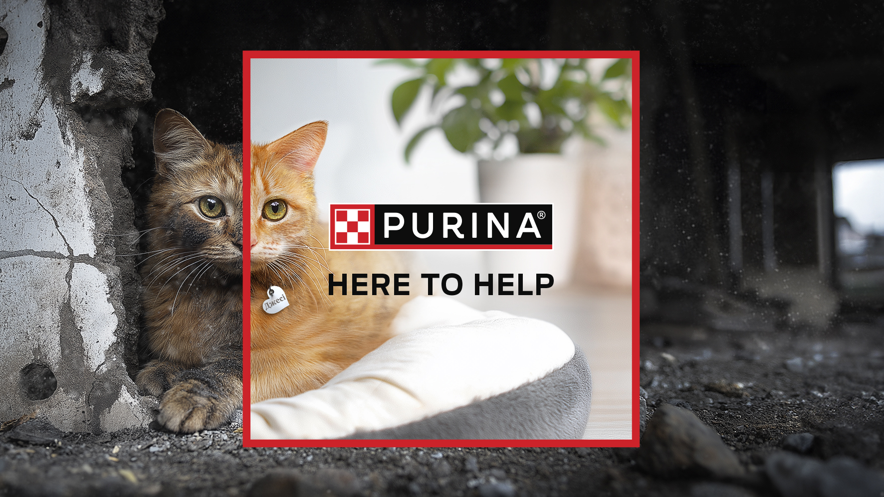 Better Life for Animals at Any Time